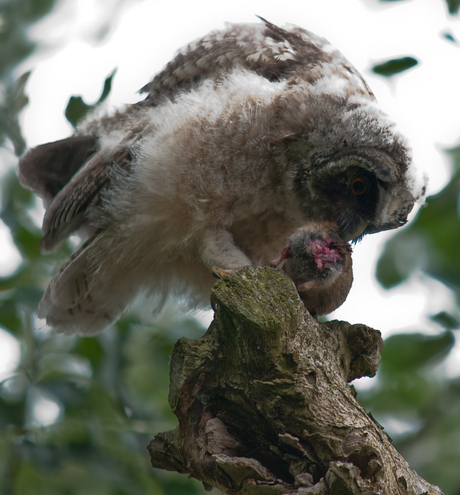 ransuil jong met woelrat
