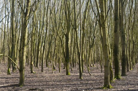 Natuurlijk lijnenspel