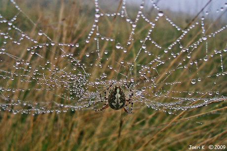 Spinnenweb en bewoner