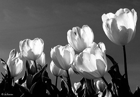 Tulpen IR