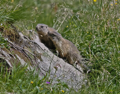 Bergmarmotten