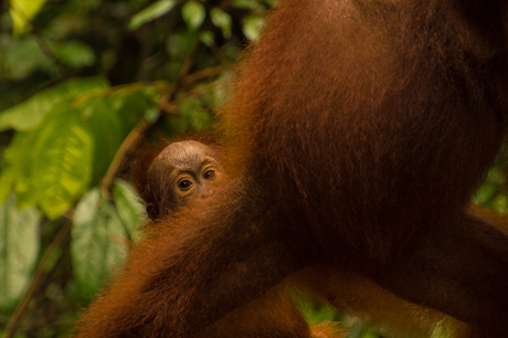looking innocent, orangutan, Borneo (1 of 1)