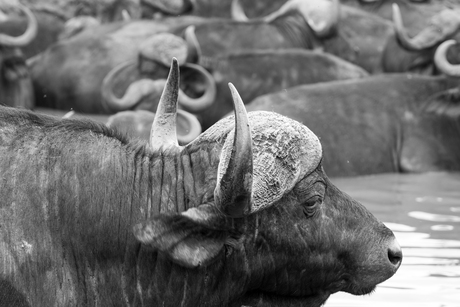 buffels