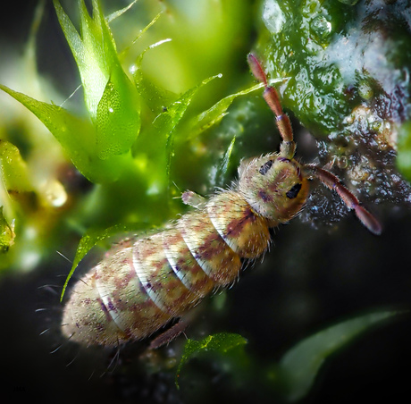 Springstaartje 1 - 3 mm