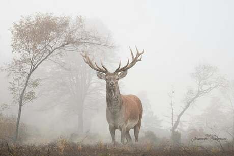 Edelhert in de mist