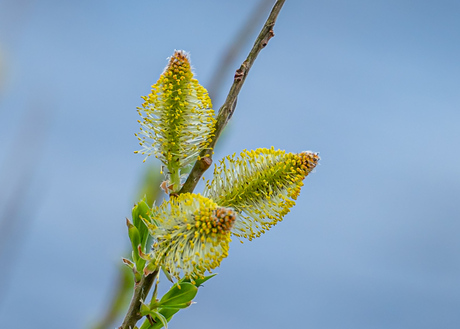 Wilgenkatjes