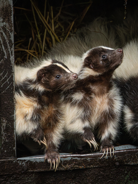 Jeugdige stinkdieren