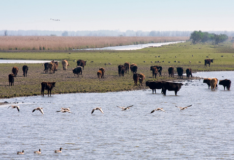 Gans en Rundvlees tafereel (2)