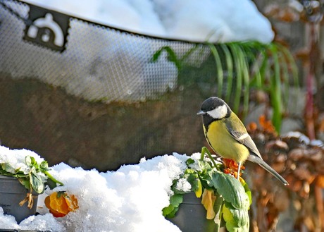 Is er nog wat te eten