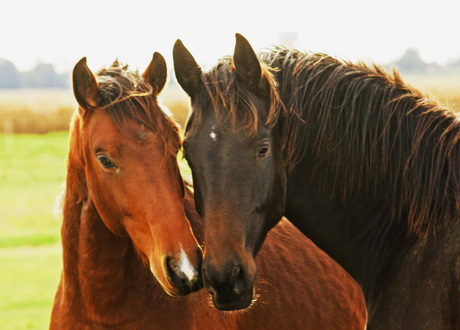 verliefde paarden