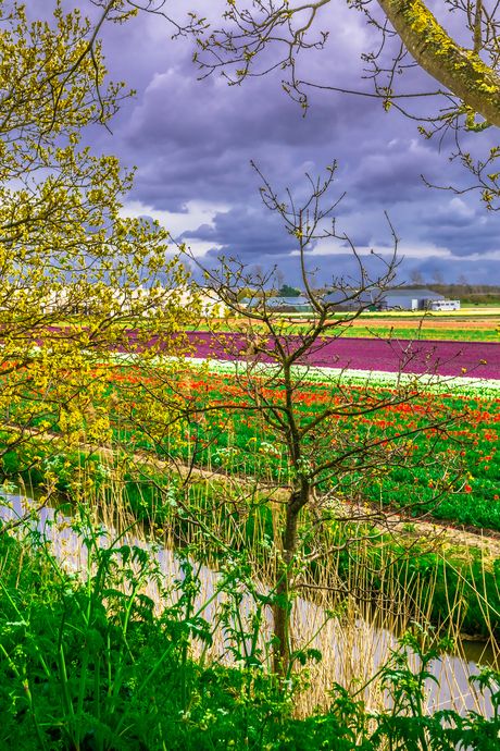 Tulip fields