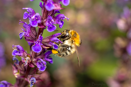 Pollination