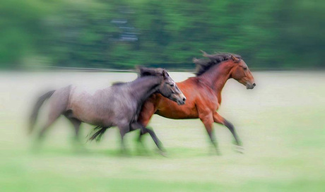 Running horses