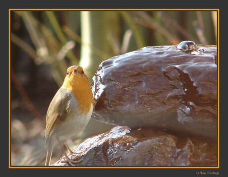 Dorstig vogeltje