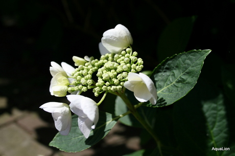 Japanse Hydrangea