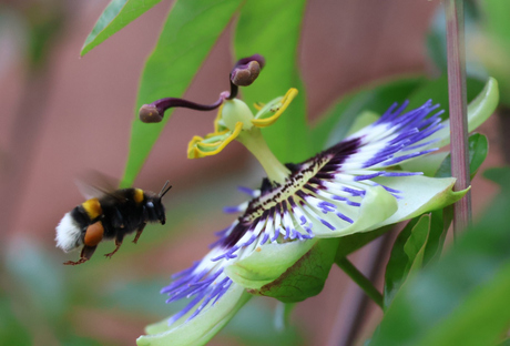 Passiflora