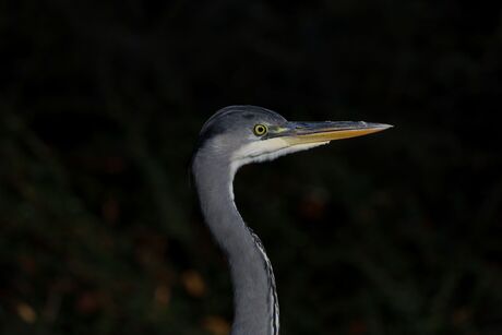 blauwe reiger 