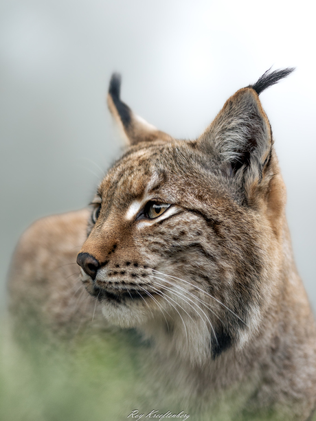 Lynx portret