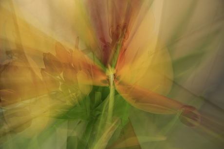 dubbel opname in de camera van tulpen