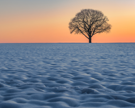 eenzame boom in de sneeuw