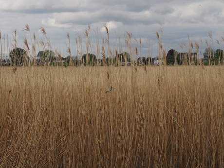 Musje op het riet