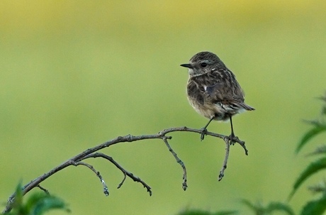 Jong leven in de natuur