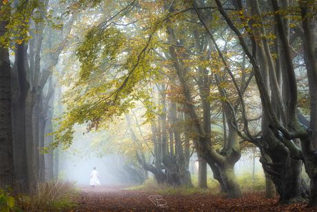 Mist in duingebied Oostkapelle