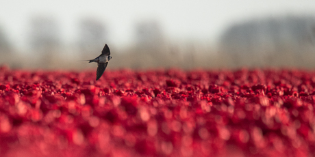 boerenzwaluw boven de tulpen