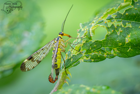 Schorpioenvlieg