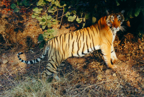 Wildlife: Project Tiger 2