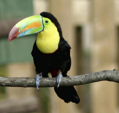 Vogelshow Blijdorp