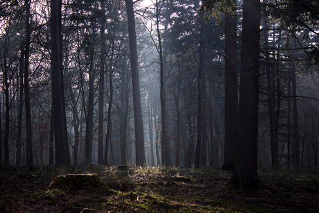 Licht door de Bomen