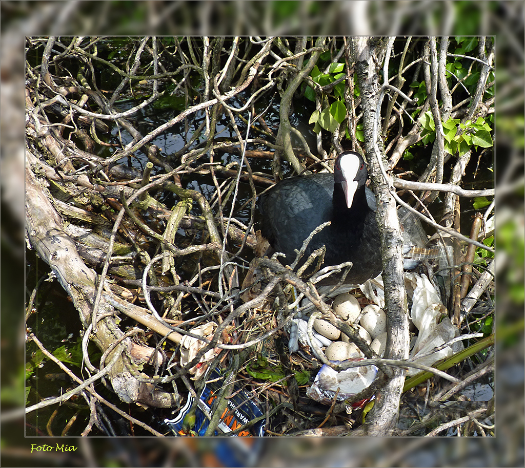 Montgomery Chemicus Nominaal nest met eieren ............. - foto van miaklein - Dieren - Zoom.nl