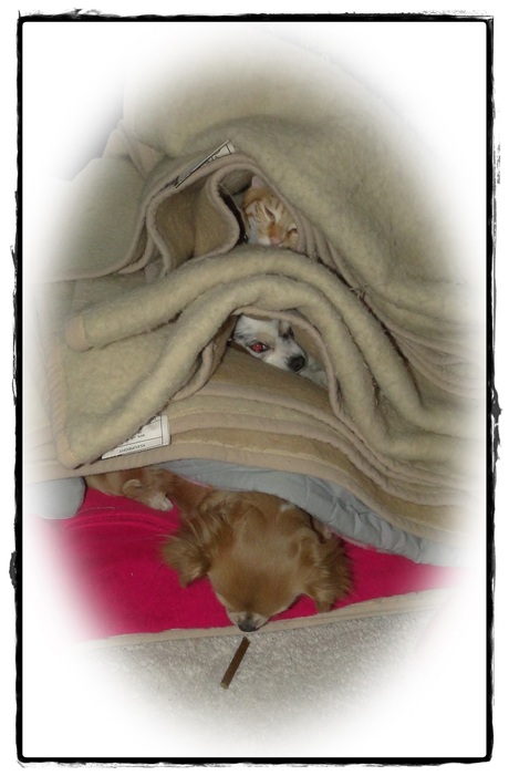 Dierenflat: Katertje Bram en mijn Chihuahua's Lisa & Vicky.