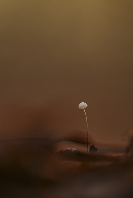 Tengere Beukentaailing