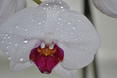 besproeide orchidee