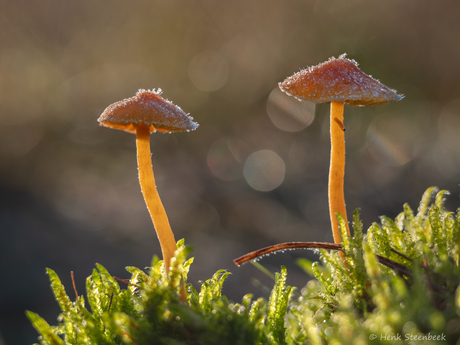 Berijpte mosklokjes in tegenlicht