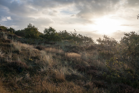 Egmondse duinen in de ochtend zon