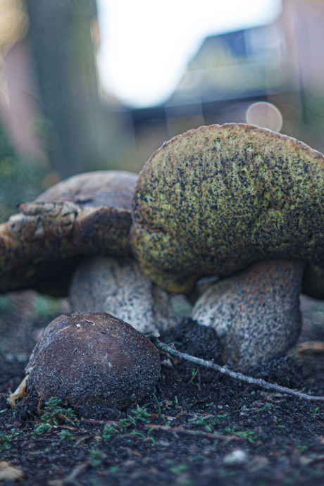 kolosale  paddestoelen