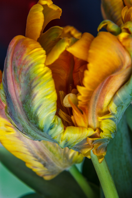 tulp geel-oranje-2