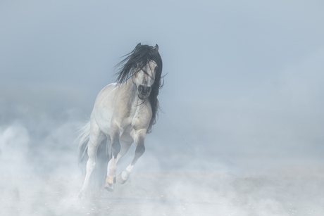 Op het strand in de mist