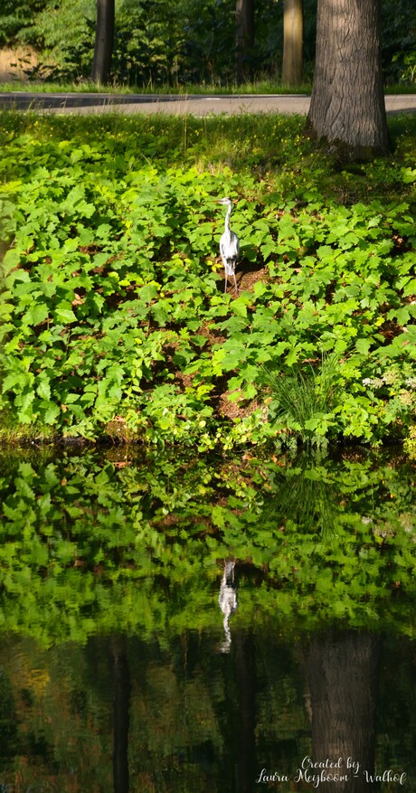 Spiegelbeeld van een Reiger