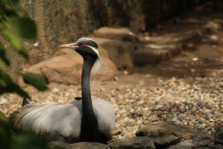 Jufferkraanvogel