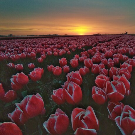 Tulipfield untill the horizon 