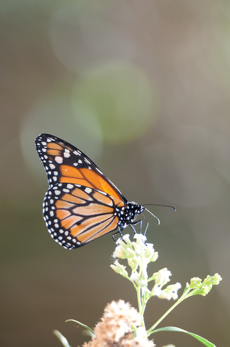 Butterflyinbuenosaires.jpg