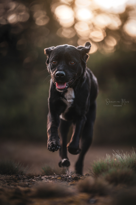 Hier komt Nala!