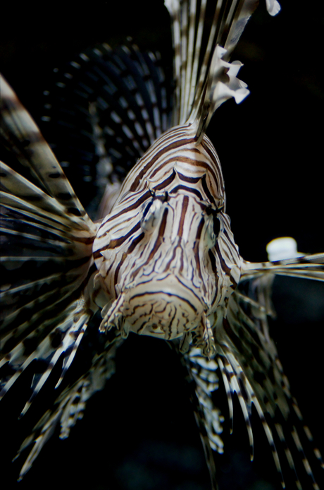 Lionfish