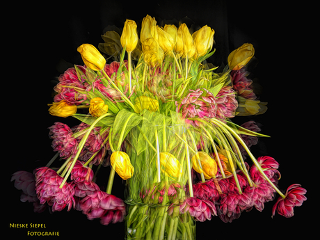 Tulpen