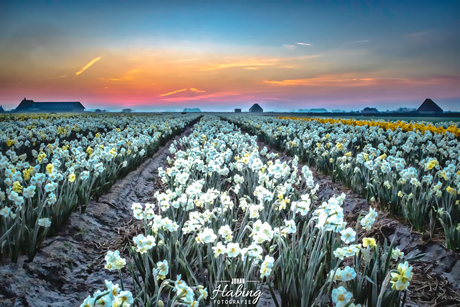 Bollenveld Narcissen