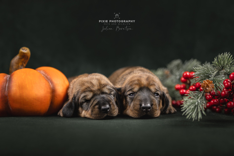 Newborn puppy fotografie in herfst thema